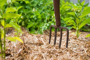 Semis de légumes et travaux à faire au jardin en août